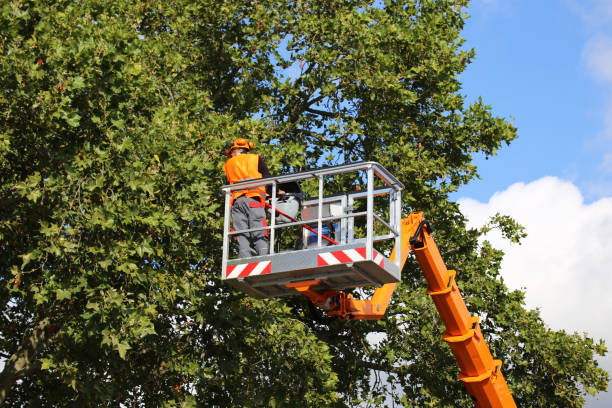 How Our Tree Care Process Works  in Palm Shores, FL